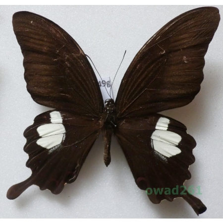 Papilio sataspes Felder & Felder, 1864 Malaysia 86mm49g